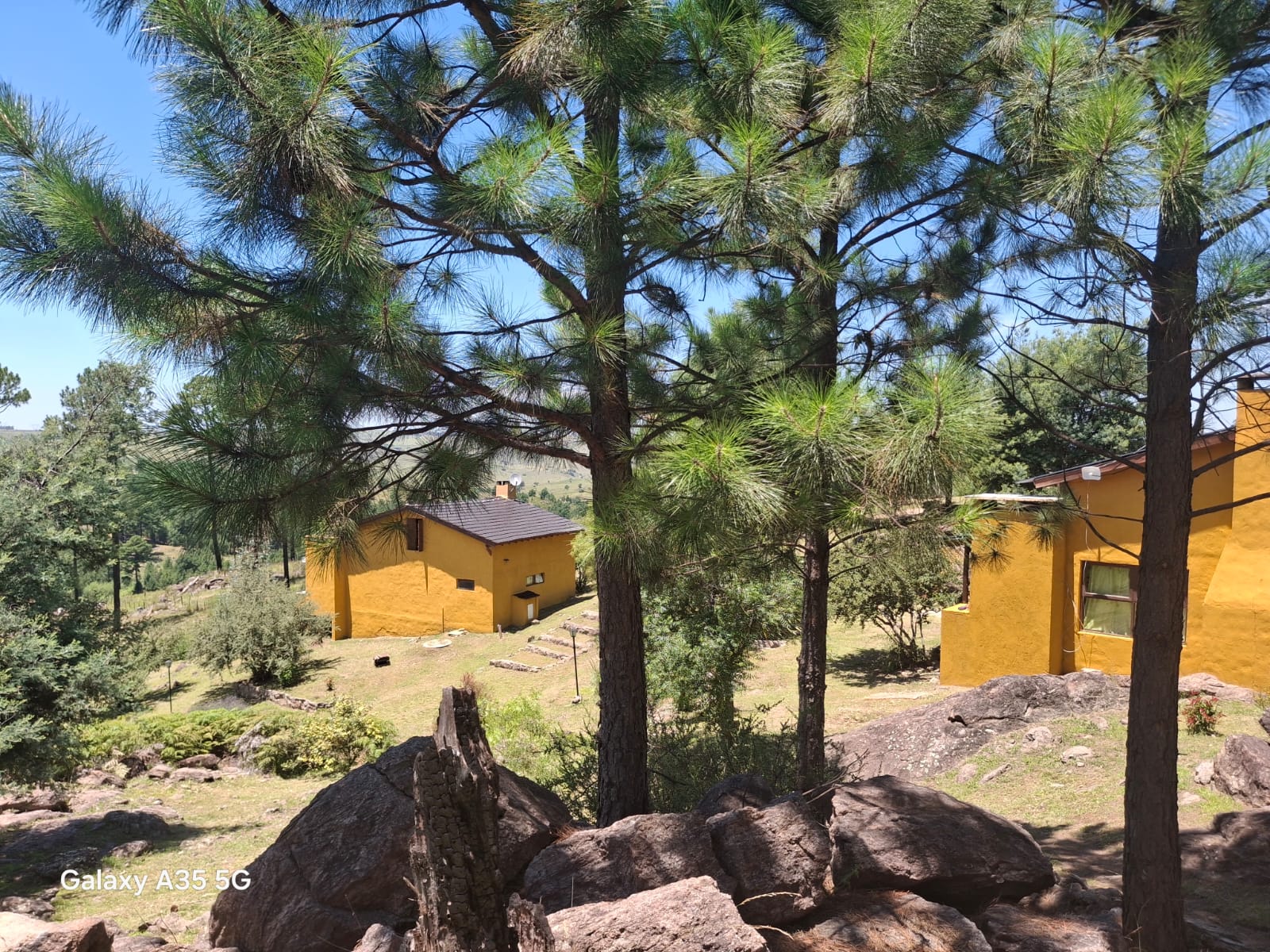 Cabañas rodeadas de pinos