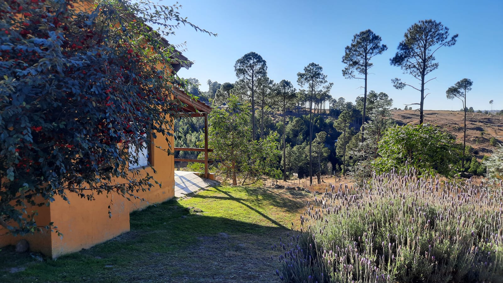 Vista del bosque junto a la cabaña